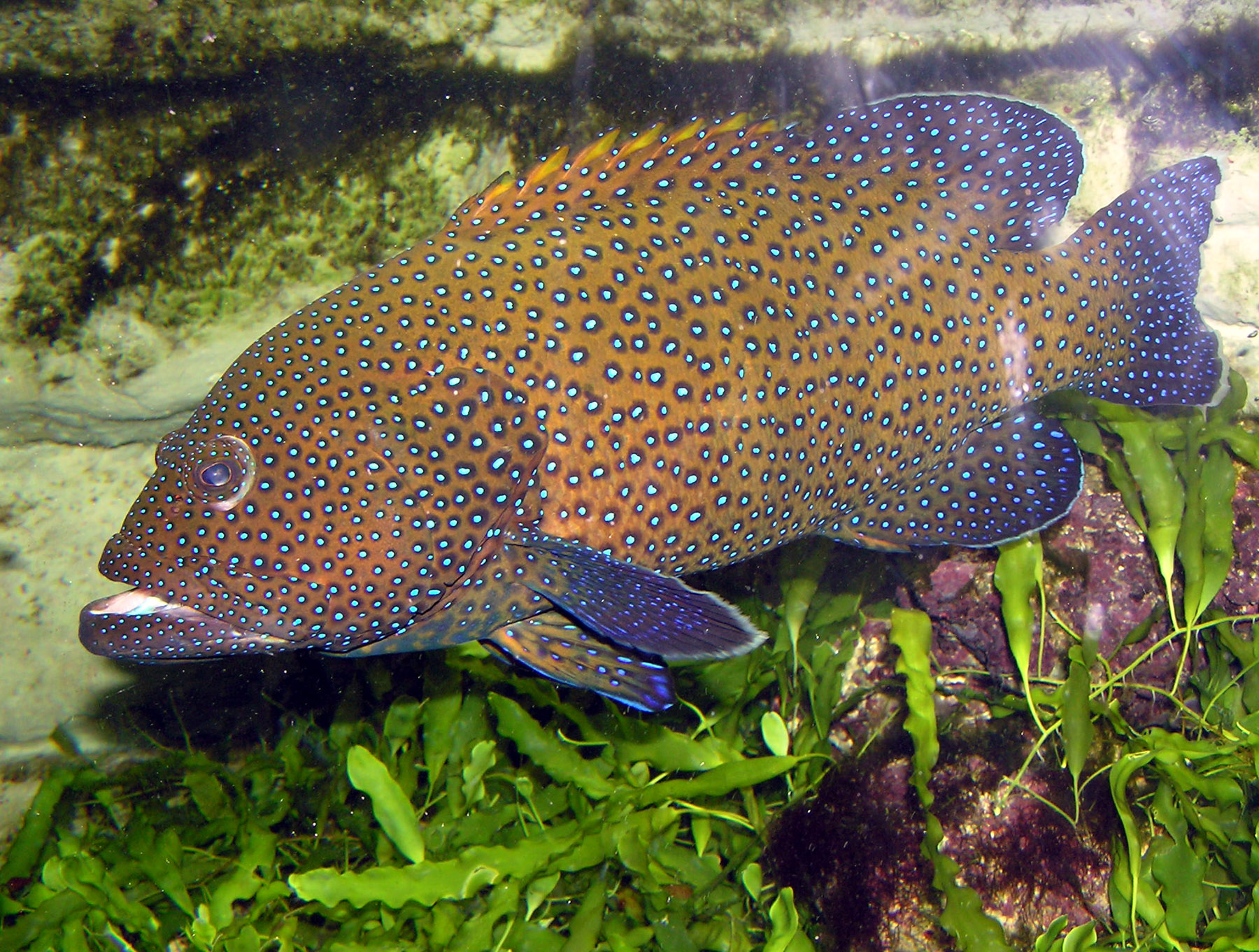 Grouper Mhherlong